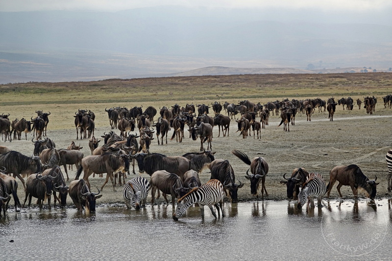 Tansania - Ngorongoro-Krater