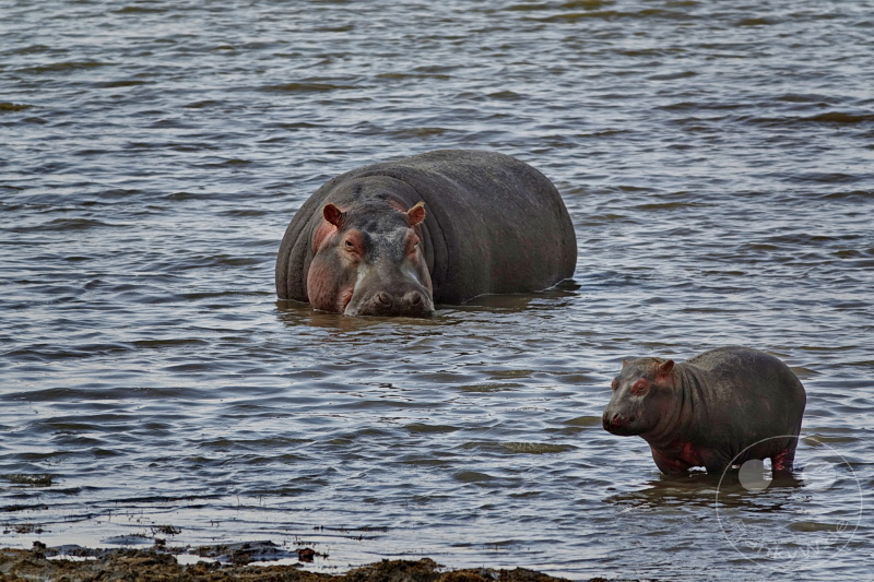 Tansania - Ngorongoro-Krater