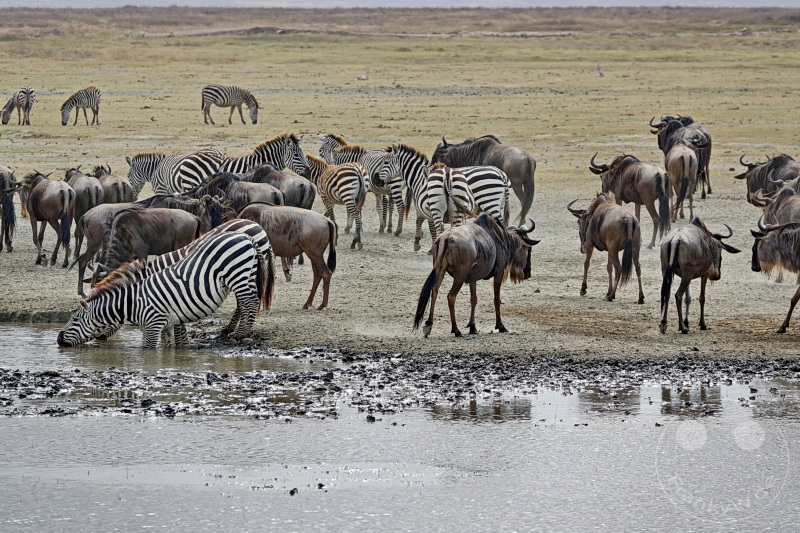 Tansania - Ngorongoro-Krater
