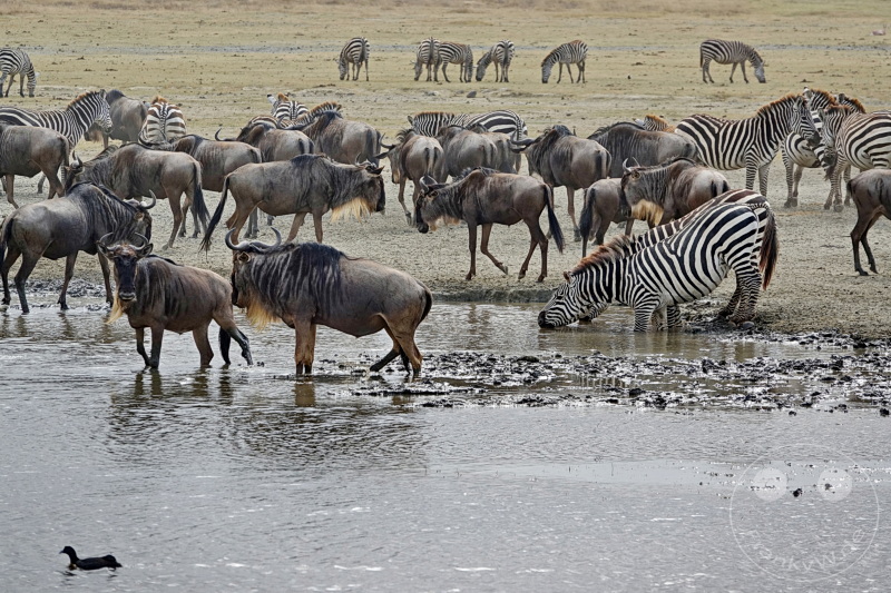 Tansania - Ngorongoro-Krater