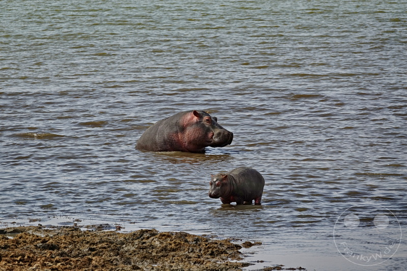 Tansania - Ngorongoro-Krater