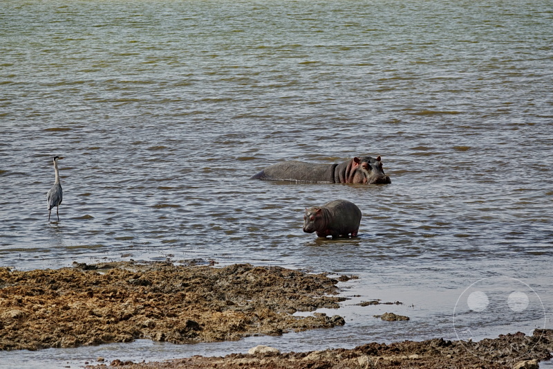 Tansania - Ngorongoro-Krater