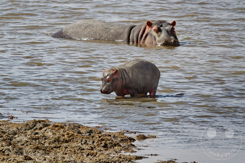 Tansania - Ngorongoro-Krater