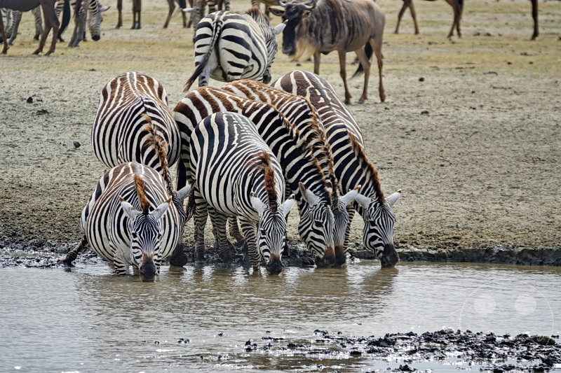 Tansania - Ngorongoro-Krater