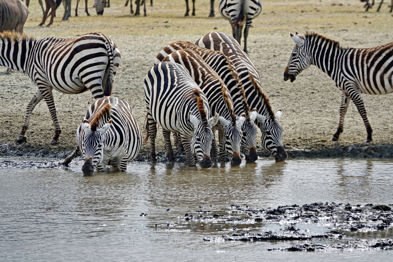 Tansania - Ngorongoro-Krater