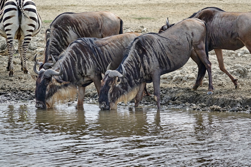 Tansania - Ngorongoro-Krater