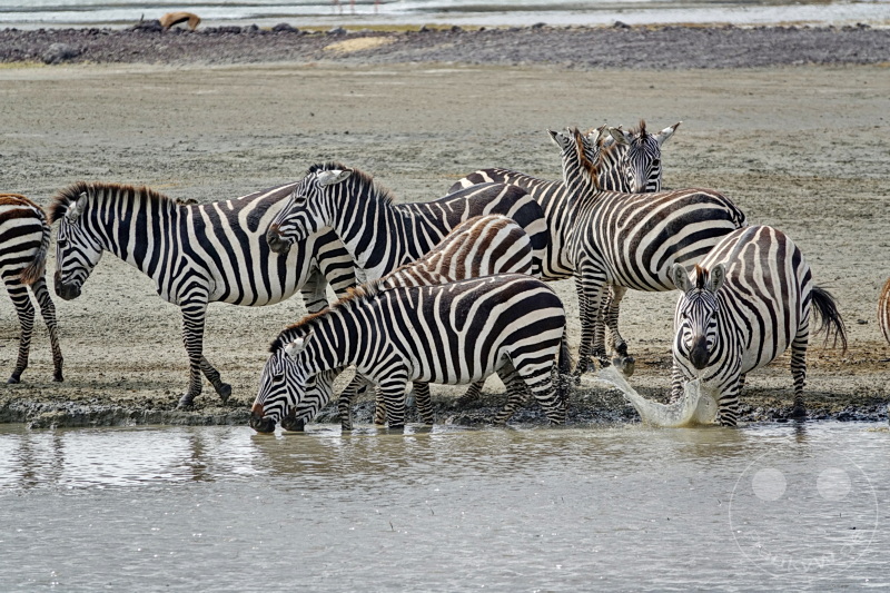 Tansania - Ngorongoro-Krater