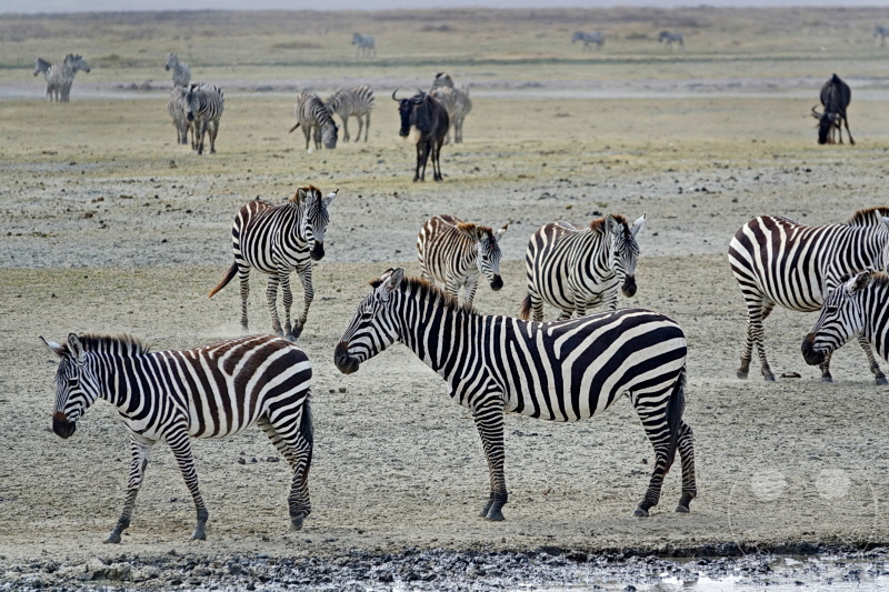 Tansania - Ngorongoro-Krater