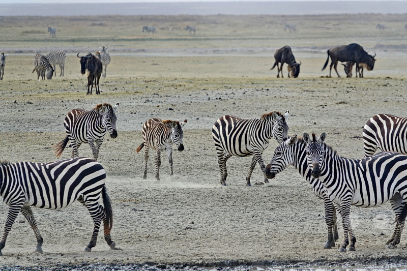 Tansania - Ngorongoro-Krater