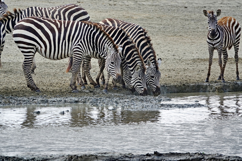 Tansania - Ngorongoro-Krater