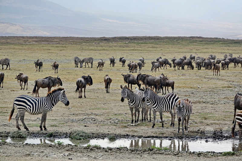 Tansania - Ngorongoro-Krater