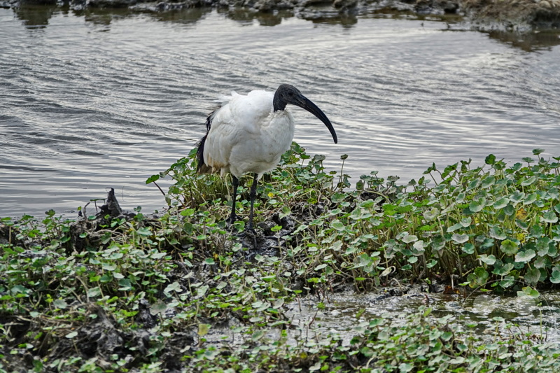 Tansania - Ngorongoro-Krater