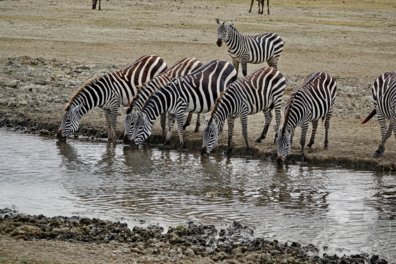Tansania - Ngorongoro-Krater