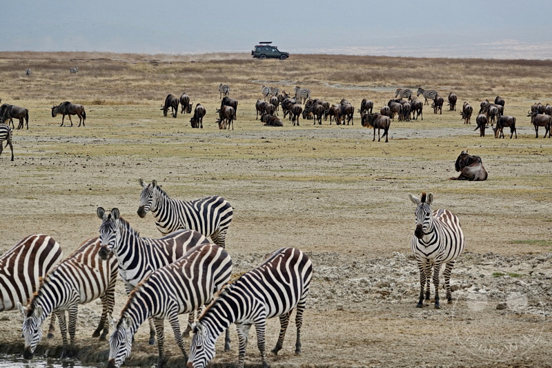 Tansania - Ngorongoro-Krater