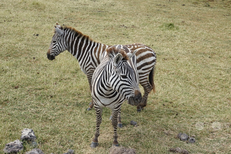 Tansania - Ngorongoro-Krater