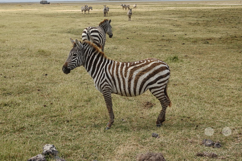 Tansania - Ngorongoro-Krater