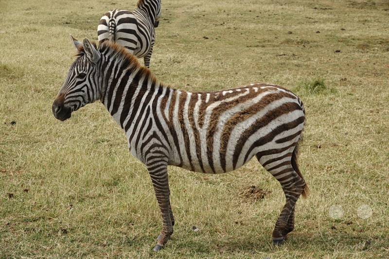 Tansania - Ngorongoro-Krater