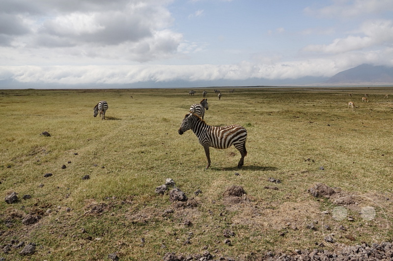 Tansania - Ngorongoro-Krater