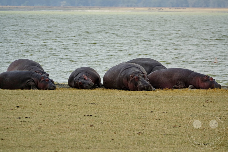 Tansania - Ngorongoro-Krater