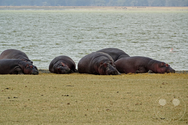 Tansania - Ngorongoro-Krater