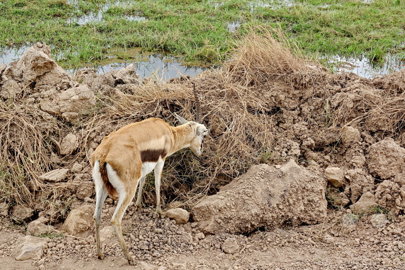 Tansania - Ngorongoro-Krater