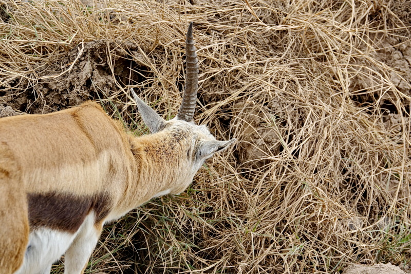 Tansania - Ngorongoro-Krater