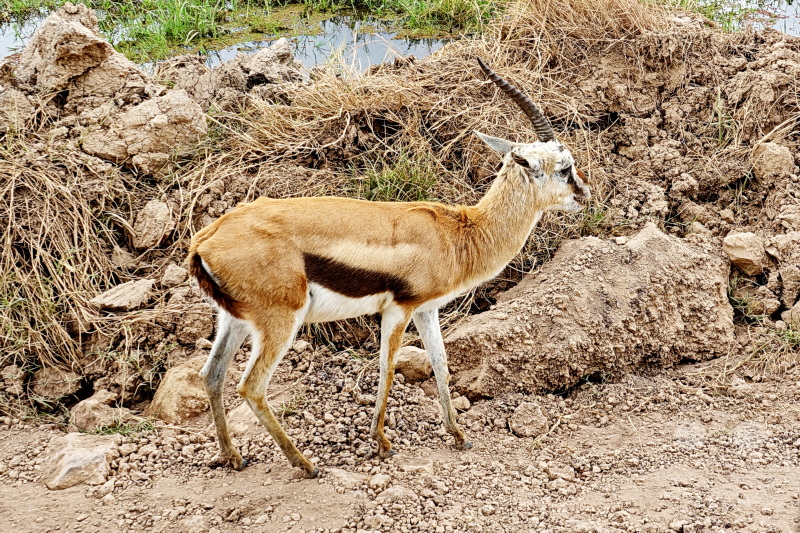 Tansania - Ngorongoro-Krater