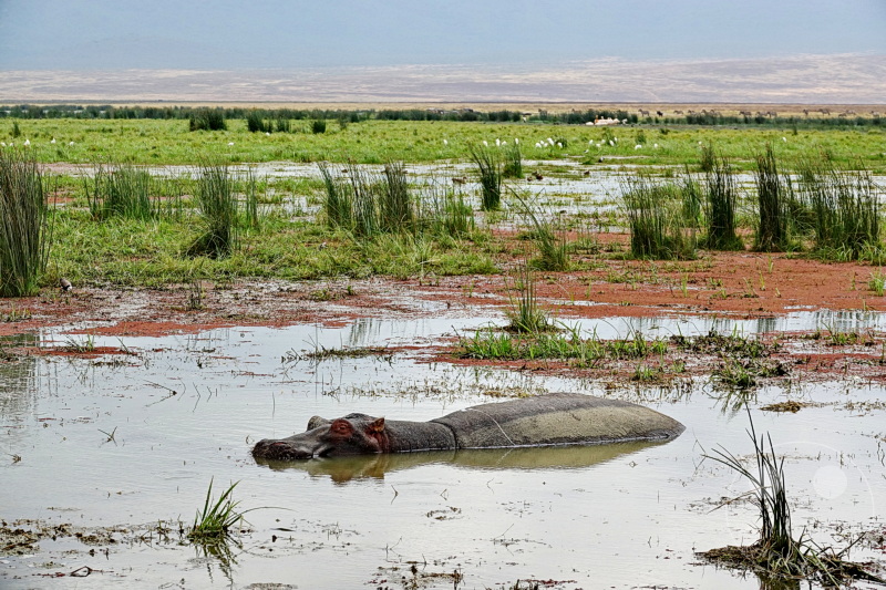 Tansania - Ngorongoro-Krater