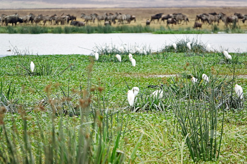 Tansania - Ngorongoro-Krater