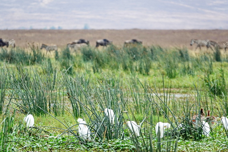 Tansania - Ngorongoro-Krater