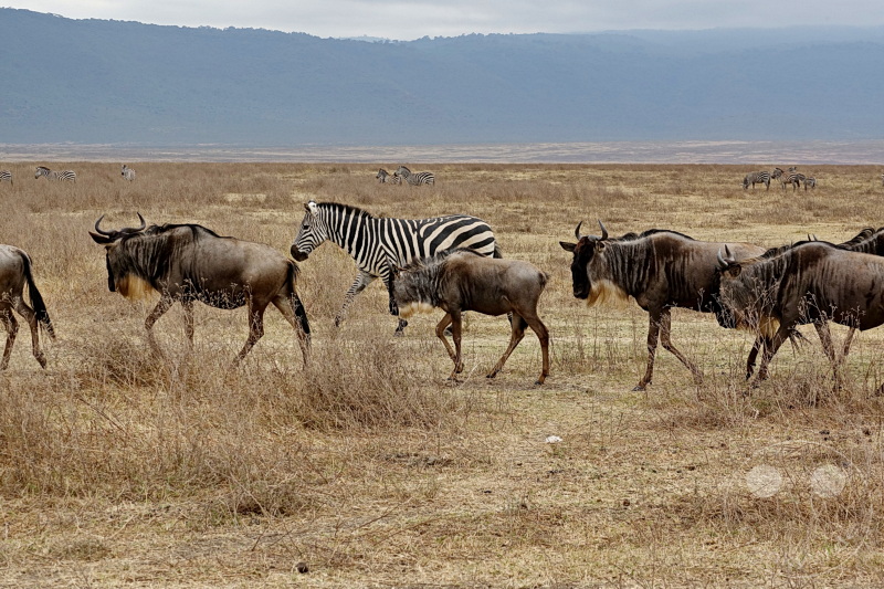 Tansania - Ngorongoro-Krater