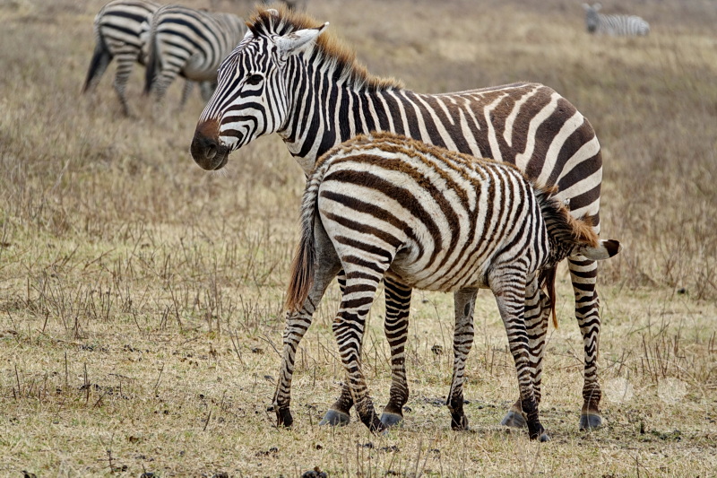 Tansania - Ngorongoro-Krater