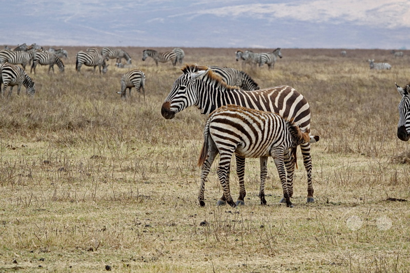 Tansania - Ngorongoro-Krater