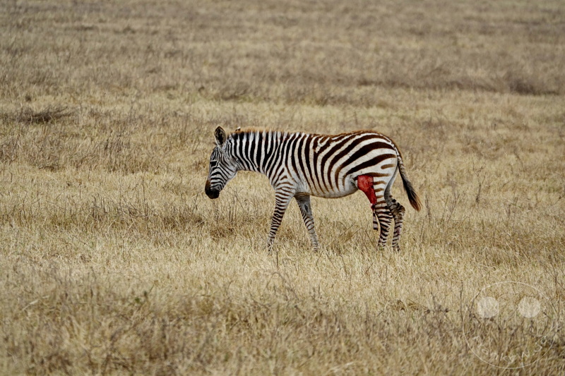 Tansania - Ngorongoro-Krater