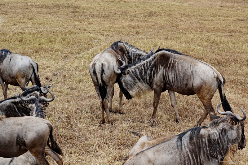 Tansania - Ngorongoro-Krater