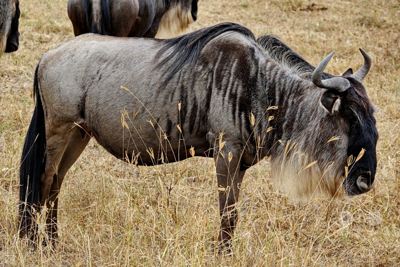 Tansania - Ngorongoro-Krater