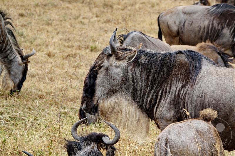 Tansania - Ngorongoro-Krater