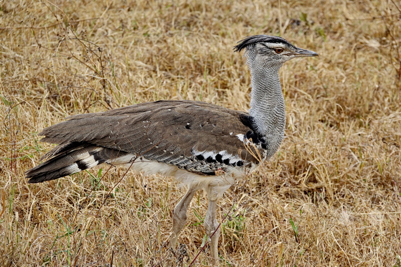 Tansania - Ngorongoro-Krater