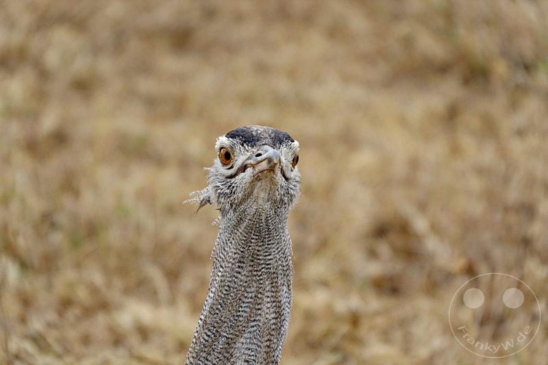 Tansania - Ngorongoro-Krater