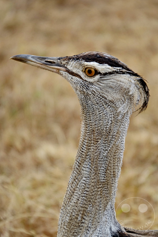 Tansania - Ngorongoro-Krater