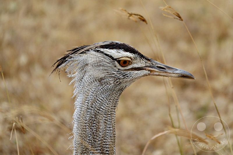 Tansania - Ngorongoro-Krater