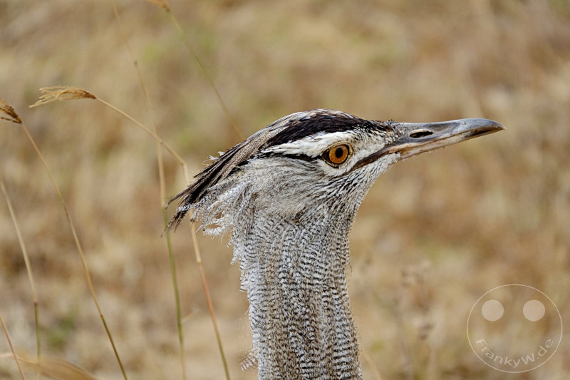 Tansania - Ngorongoro-Krater
