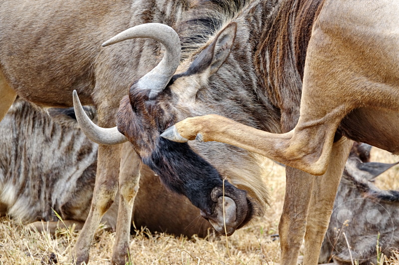 Tansania - Ngorongoro-Krater