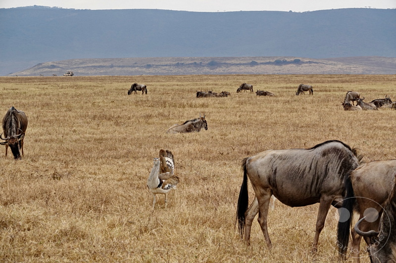 Tansania - Ngorongoro-Krater