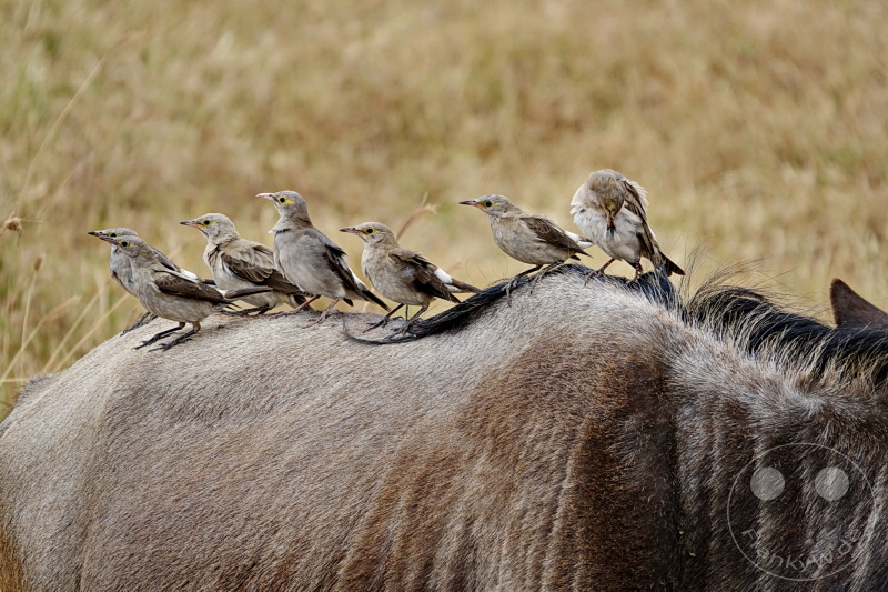 Tansania - Ngorongoro-Krater