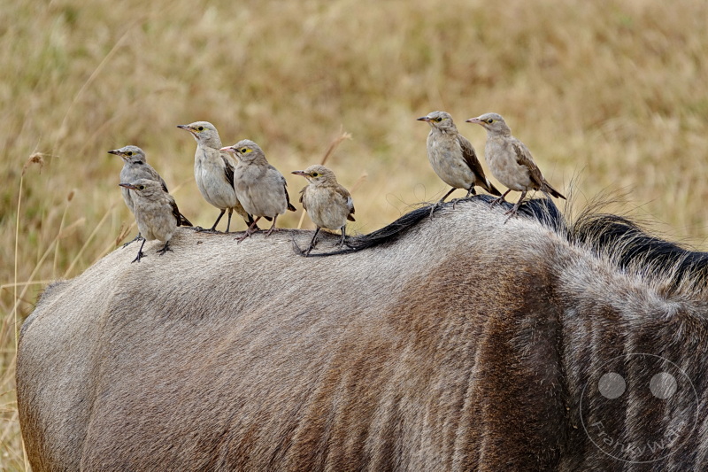 Tansania - Ngorongoro-Krater