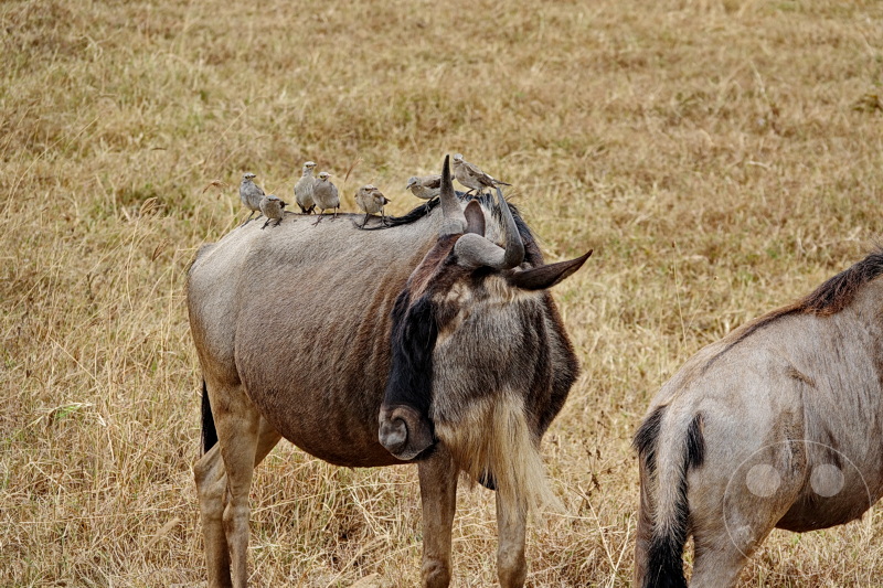 Tansania - Ngorongoro-Krater