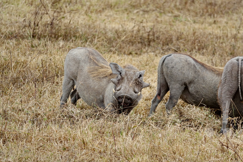 Tansania - Ngorongoro-Krater