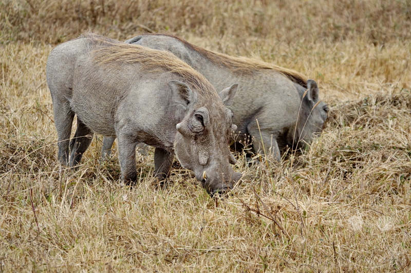 Tansania - Ngorongoro-Krater
