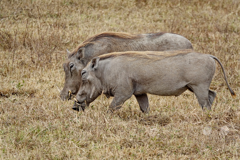 Tansania - Ngorongoro-Krater